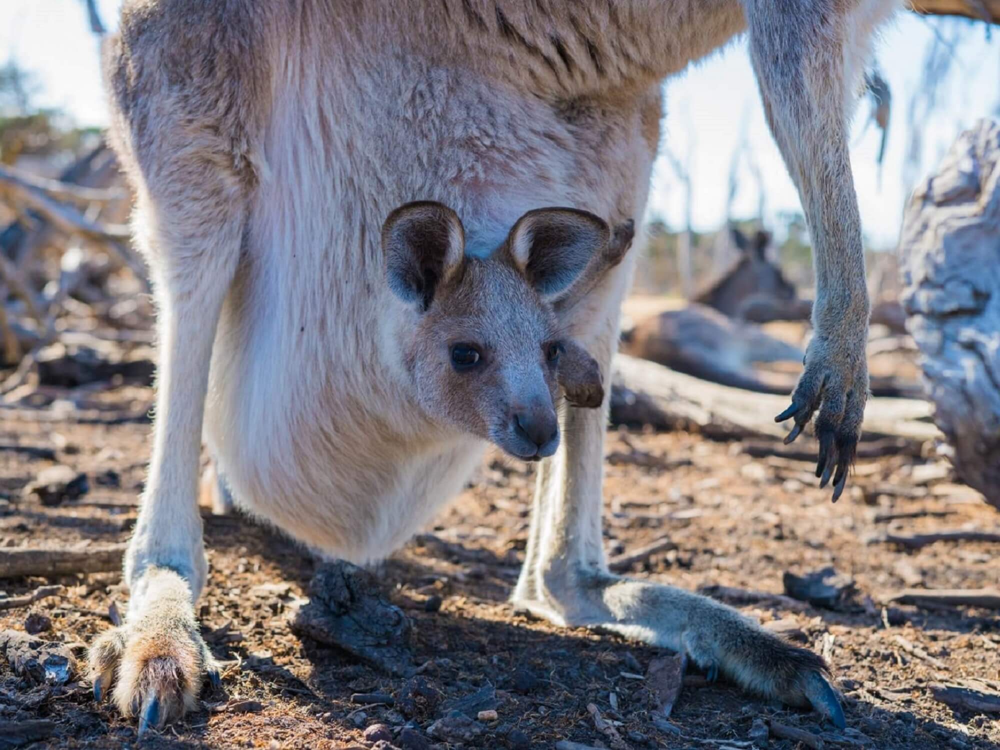 有袋動物